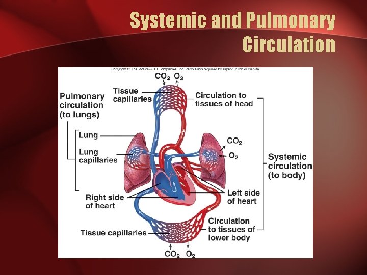 Systemic and Pulmonary Circulation  Systemic and Pulmonary Circulation