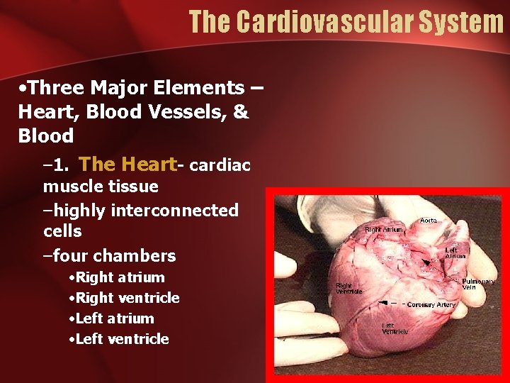The Cardiovascular System • Three Major Elements – Heart, Blood Vessels, & Blood – The Cardiovascular System • Three Major Elements – Heart, Blood Vessels, & Blood –