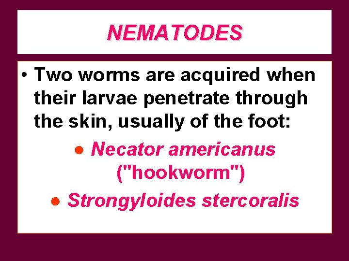 NEMATODES • Two worms are acquired when their larvae penetrate through the skin, usually