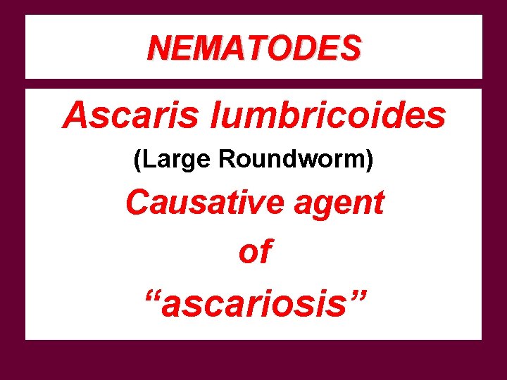 NEMATODES Ascaris lumbricoides (Large Roundworm) Causative agent of “ascariosis” 