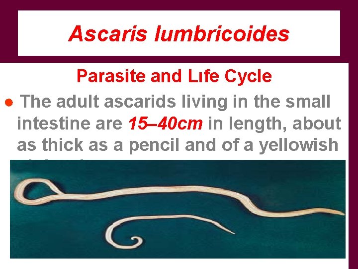 Ascaris lumbricoides Parasite and Lıfe Cycle ● The adult ascarids living in the small