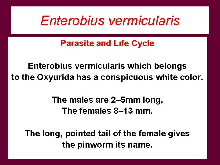 Enterobius vermicularis Parasite and Lıfe Cycle Enterobius vermicularis which belongs to the Oxyurida has