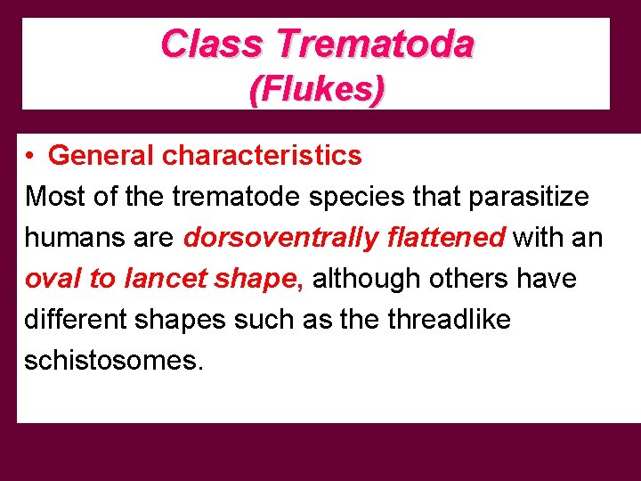 Class Trematoda (Flukes) • General characteristics Most of the trematode species that parasitize humans