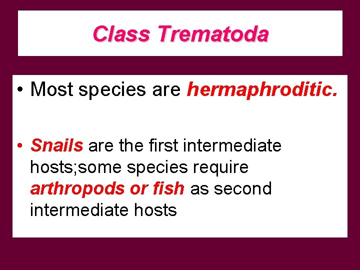 Class Trematoda • Most species are hermaphroditic. • Snails are the first intermediate hosts;