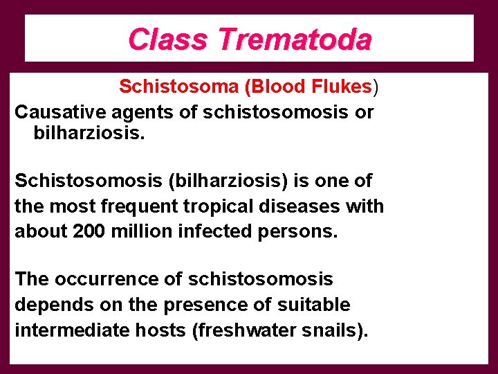 Class Trematoda Schistosoma (Blood Flukes) Causative agents of schistosomosis or bilharziosis. Schistosomosis (bilharziosis) is