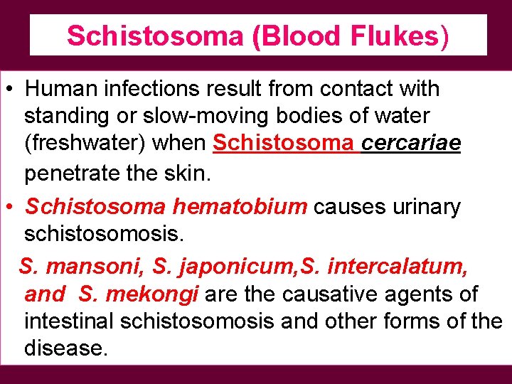 Schistosoma (Blood Flukes) • Human infections result from contact with standing or slow-moving bodies