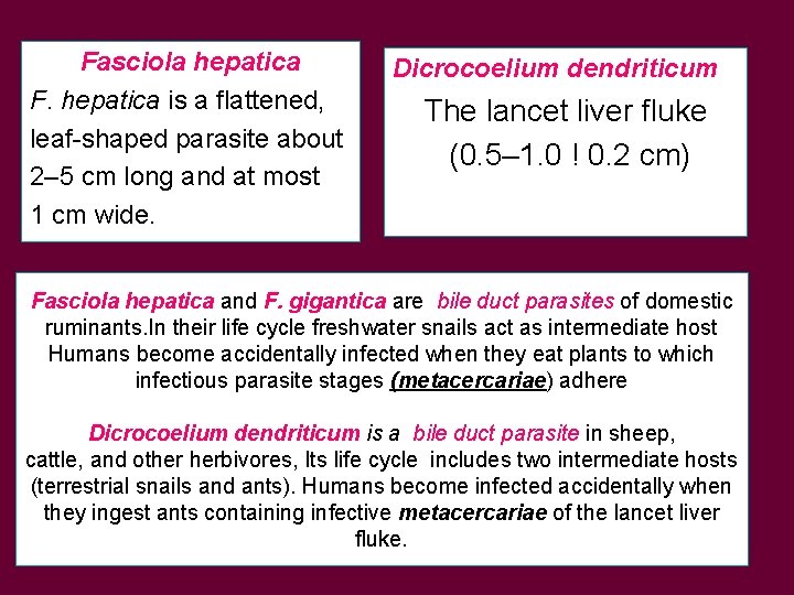 Fasciola hepatica F. hepatica is a flattened, leaf-shaped parasite about 2– 5 cm long