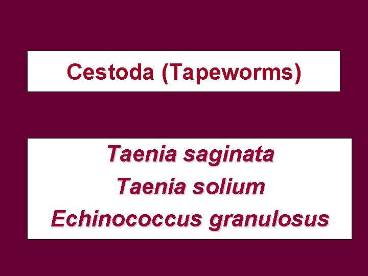 Cestoda (Tapeworms) Taenia saginata Taenia solium Echinococcus granulosus 