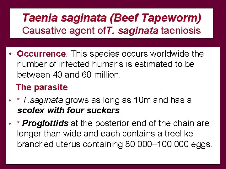 Taenia saginata (Beef Tapeworm) Causative agent of. T. saginata taeniosis • Occurrence. This species