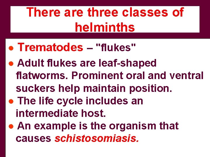 There are three classes of helminths ● Trematodes – "flukes" ● Adult flukes are