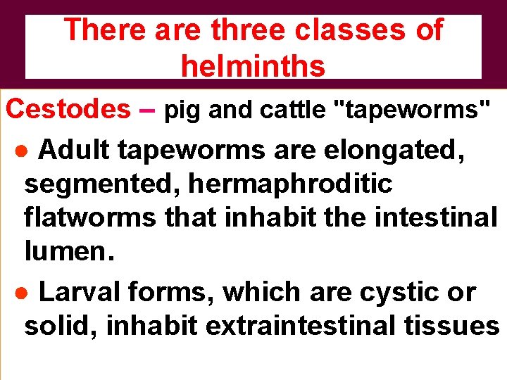 There are three classes of helminths Cestodes – pig and cattle "tapeworms" ● Adult
