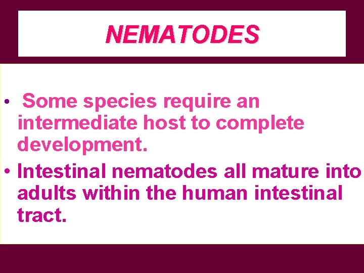 NEMATODES • Some species require an intermediate host to complete development. • Intestinal nematodes