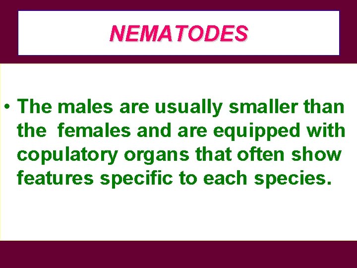 NEMATODES • The males are usually smaller than the females and are equipped with