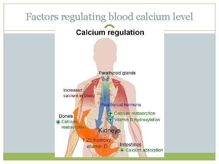 Factors regulating blood calcium level  Factors regulating blood calcium level