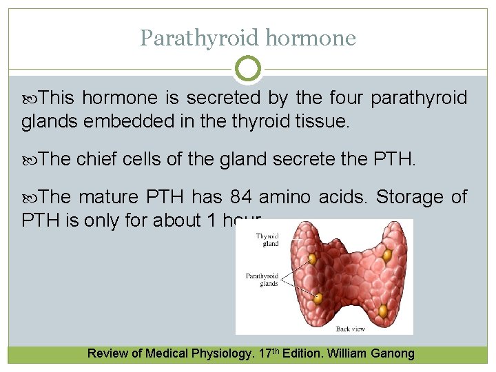 Parathyroid hormone This hormone is secreted by the four parathyroid glands embedded in the Parathyroid hormone This hormone is secreted by the four parathyroid glands embedded in the