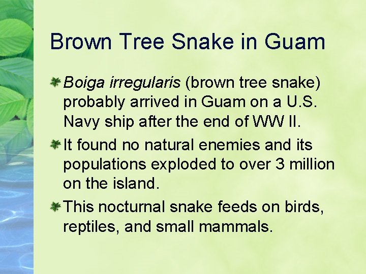 Brown Tree Snake in Guam Boiga irregularis (brown tree snake) probably arrived in Guam