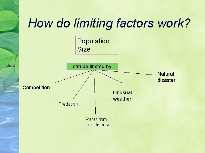 How do limiting factors work? Population Size can be limited by Natural disaster Competition