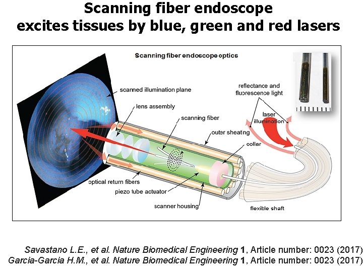 Scanning fiber endoscope excites tissues by blue, green and red lasers Savastano L. E.