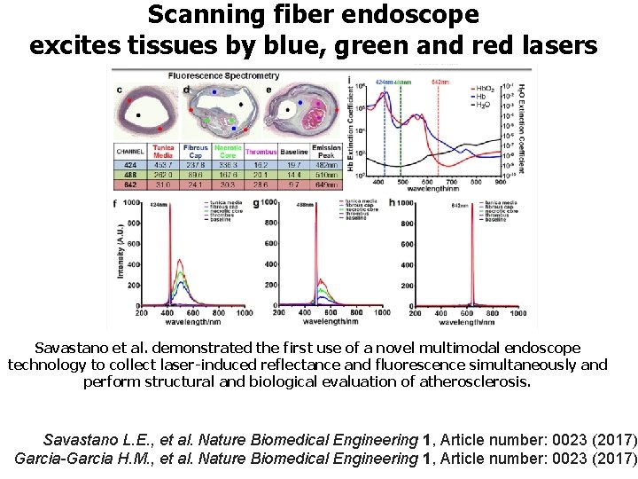 Scanning fiber endoscope excites tissues by blue, green and red lasers Savastano et al.