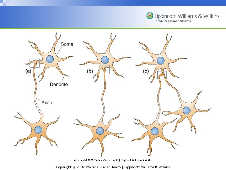Copyright © 2007 Wolters Kluwer Health | Lippincott Williams & Wilkins Copyright © 2007 Wolters Kluwer Health | Lippincott Williams & Wilkins