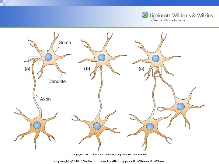 Copyright © 2007 Wolters Kluwer Health | Lippincott Williams & Wilkins 