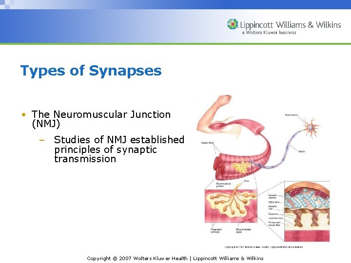 Types of Synapses • The Neuromuscular Junction (NMJ) – Studies of NMJ established principles Types of Synapses • The Neuromuscular Junction (NMJ) – Studies of NMJ established principles