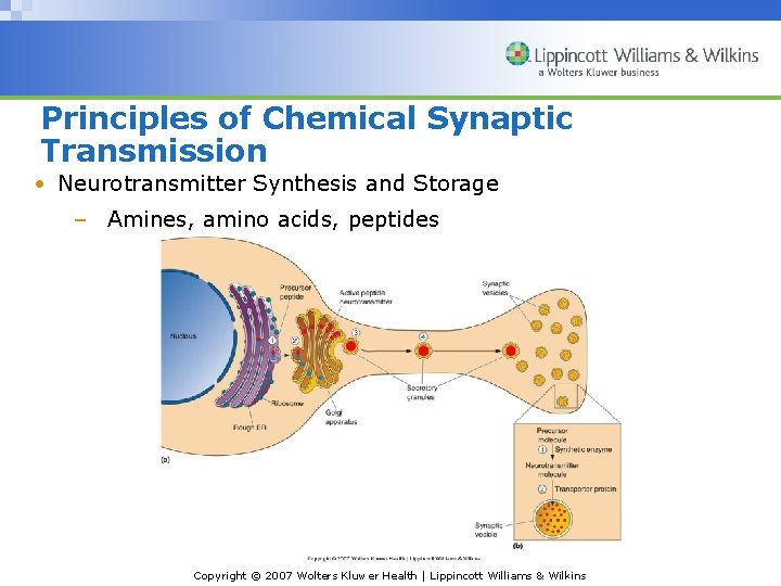 Principles of Chemical Synaptic Transmission • Neurotransmitter Synthesis and Storage – Amines, amino acids,