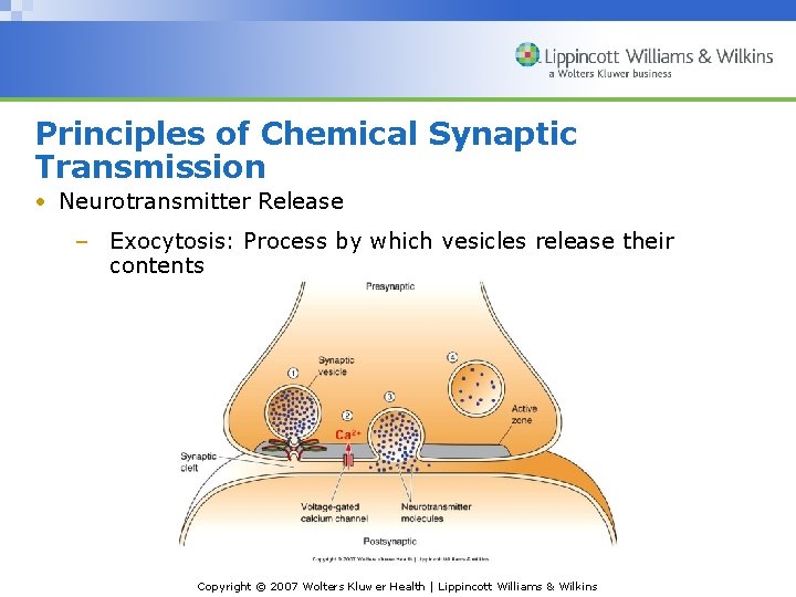Principles of Chemical Synaptic Transmission • Neurotransmitter Release – Exocytosis: Process by which vesicles