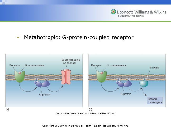 – Metabotropic: G-protein-coupled receptor Copyright © 2007 Wolters Kluwer Health | Lippincott Williams & – Metabotropic: G-protein-coupled receptor Copyright © 2007 Wolters Kluwer Health | Lippincott Williams &