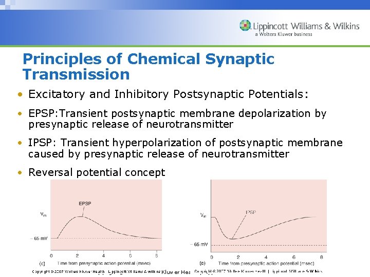 Principles of Chemical Synaptic Transmission • Excitatory and Inhibitory Postsynaptic Potentials: • EPSP: Transient