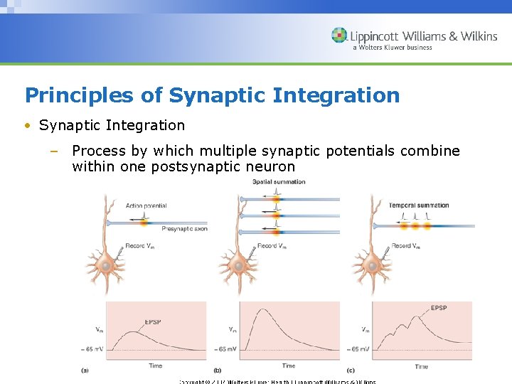Principles of Synaptic Integration • Synaptic Integration – Process by which multiple synaptic potentials Principles of Synaptic Integration • Synaptic Integration – Process by which multiple synaptic potentials