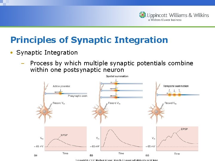 Principles of Synaptic Integration • Synaptic Integration – Process by which multiple synaptic potentials