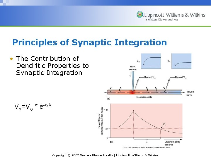 Principles of Synaptic Integration • The Contribution of Dendritic Properties to Synaptic Integration Vx=Vo Principles of Synaptic Integration • The Contribution of Dendritic Properties to Synaptic Integration Vx=Vo