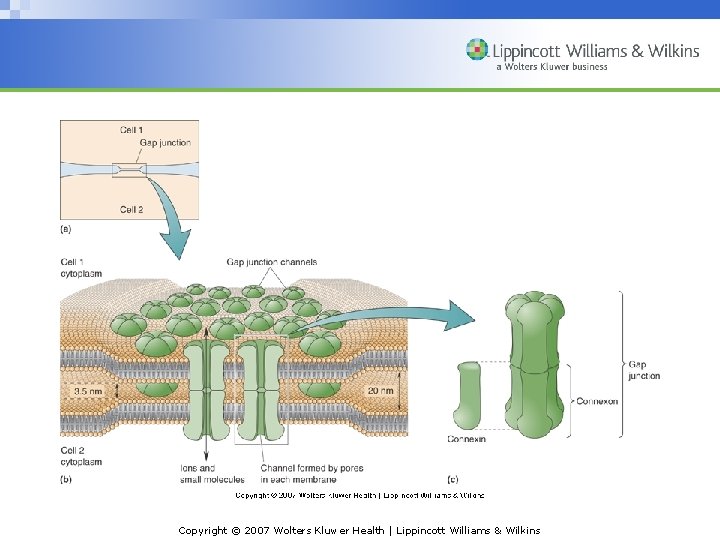 INSERT FIG. 5. 1 (Yes, deliberately out of order) Copyright © 2007 Wolters Kluwer