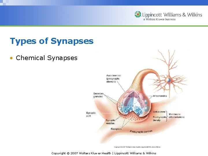 Types of Synapses • Chemical Synapses Copyright © 2007 Wolters Kluwer Health | Lippincott Types of Synapses • Chemical Synapses Copyright © 2007 Wolters Kluwer Health | Lippincott