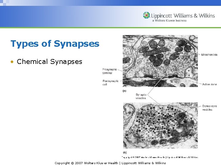 Types of Synapses • Chemical Synapses Copyright © 2007 Wolters Kluwer Health | Lippincott