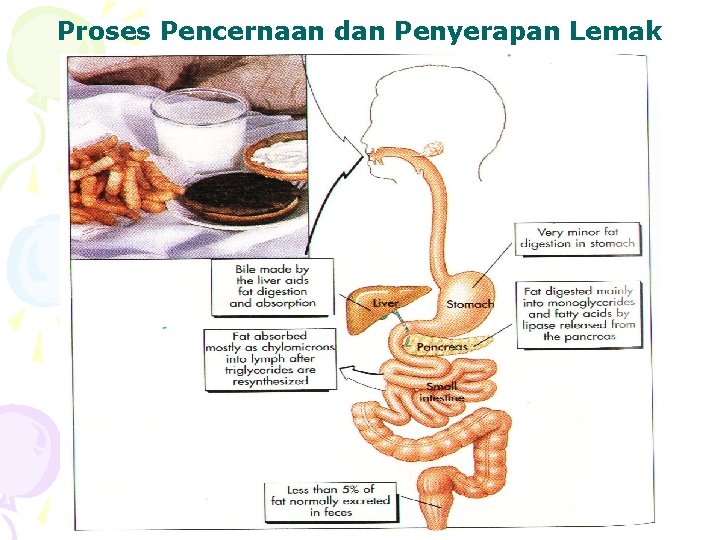 Proses Pencernaan dan Penyerapan Lemak 