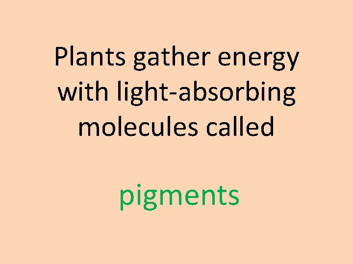 Plants gather energy with light-absorbing molecules called pigments 
