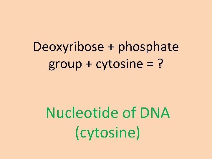 Deoxyribose + phosphate group + cytosine = ? Nucleotide of DNA (cytosine) 