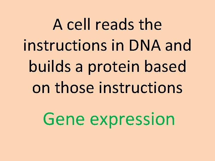 A cell reads the instructions in DNA and builds a protein based on those