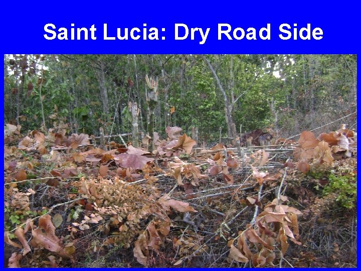 Saint Lucia: Dry Road Side 