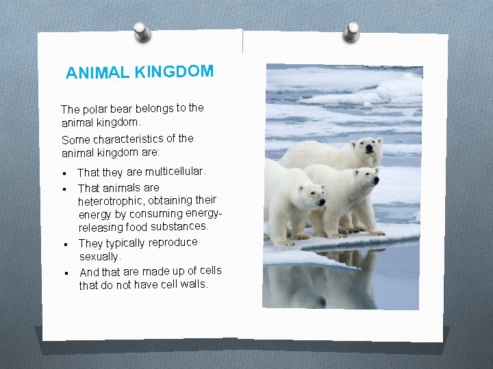 ANIMAL KINGDOM The polar belongs to the animal kingdom. Some characteristics of the animal