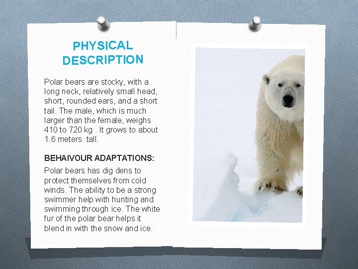 PHYSICAL DESCRIPTION Polar bears are stocky, with a long neck, relatively small head, short,