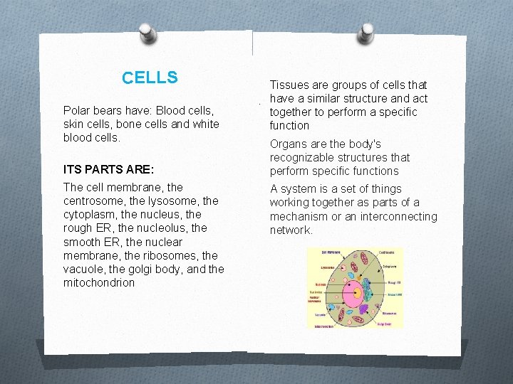 CELLS Polar bears have: Blood cells, skin cells, bone cells and white blood cells.