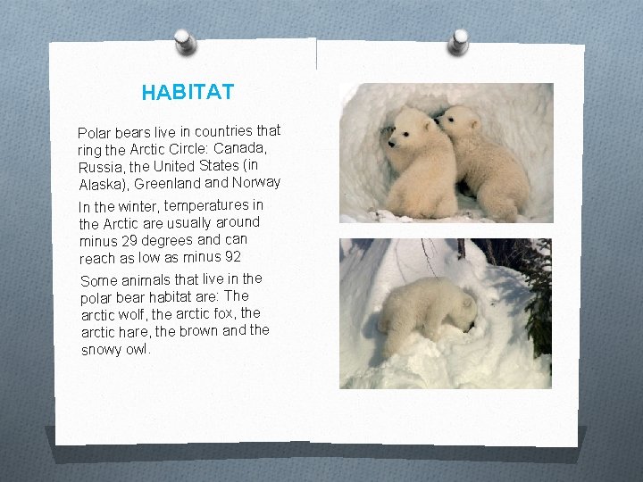 HABITAT Polar bears live in countries that ring the Arctic Circle: Canada, Russia, the HABITAT Polar bears live in countries that ring the Arctic Circle: Canada, Russia, the