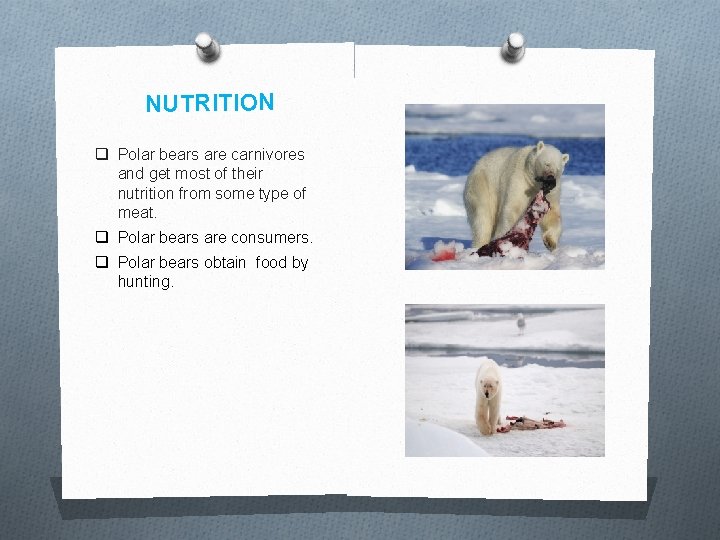 NUTRITION q Polar bears are carnivores and get most of their nutrition from some