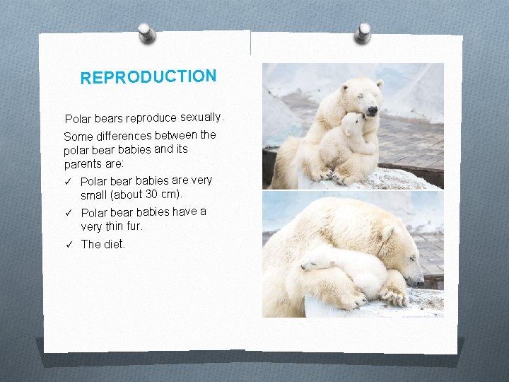 REPRODUCTION Polar bears reproduce sexually. Some differences between the polar bear babies and its