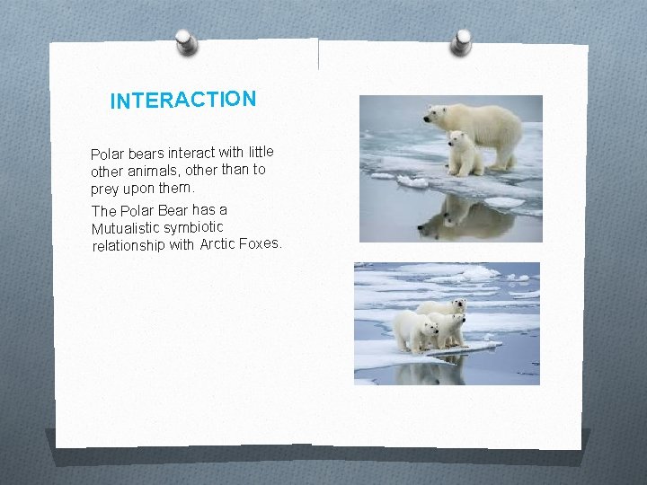 INTERACTION Polar bears interact with little other animals, other than to prey upon them.