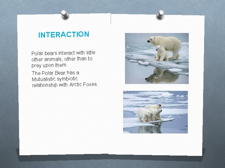 INTERACTION Polar bears interact with little other animals, other than to prey upon them. INTERACTION Polar bears interact with little other animals, other than to prey upon them.