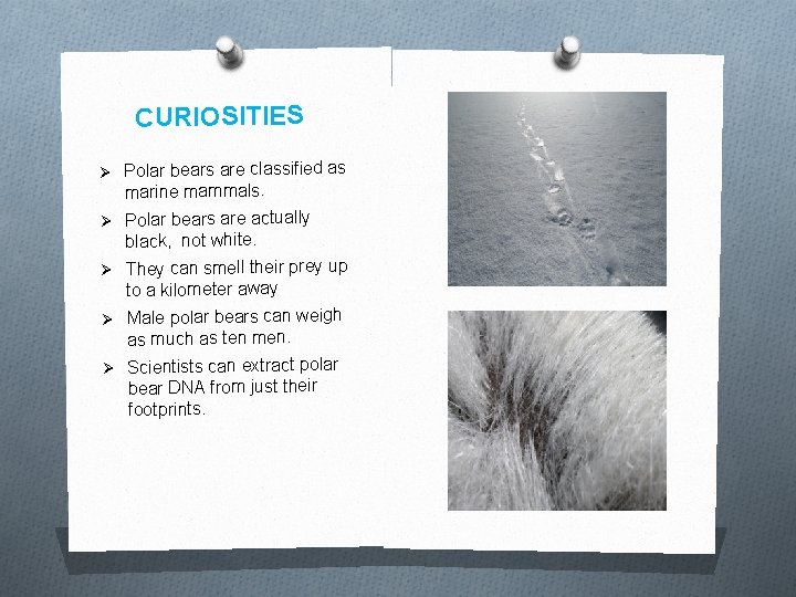CURIOSITIES Ø Polar bears are classified as Ø Ø marine mammals. Polar bears are CURIOSITIES Ø Polar bears are classified as Ø Ø marine mammals. Polar bears are
